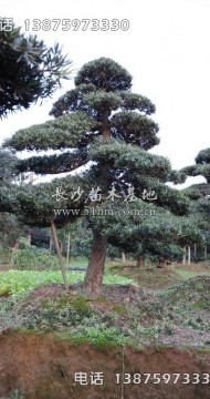 造型羅漢松基地